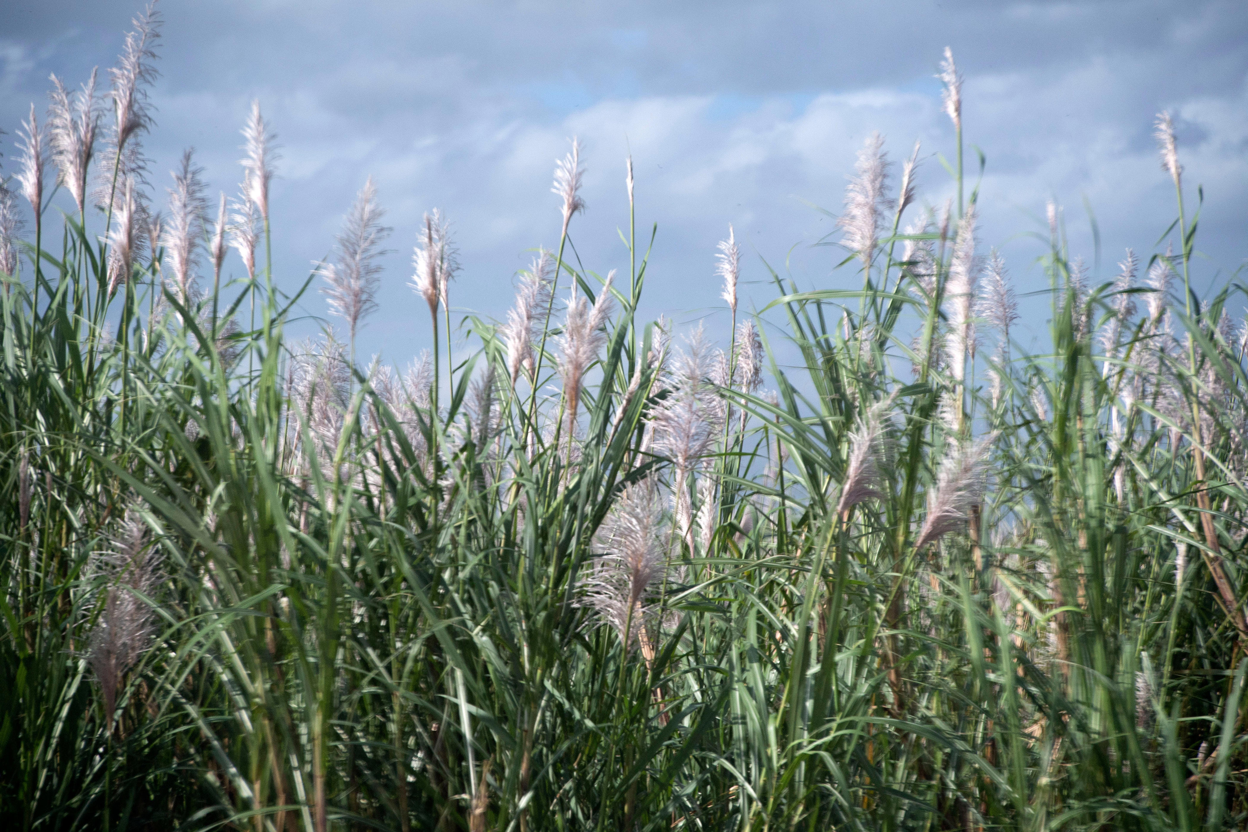 Florida lawmakers remove Big Sugar food libel wording from farm bill