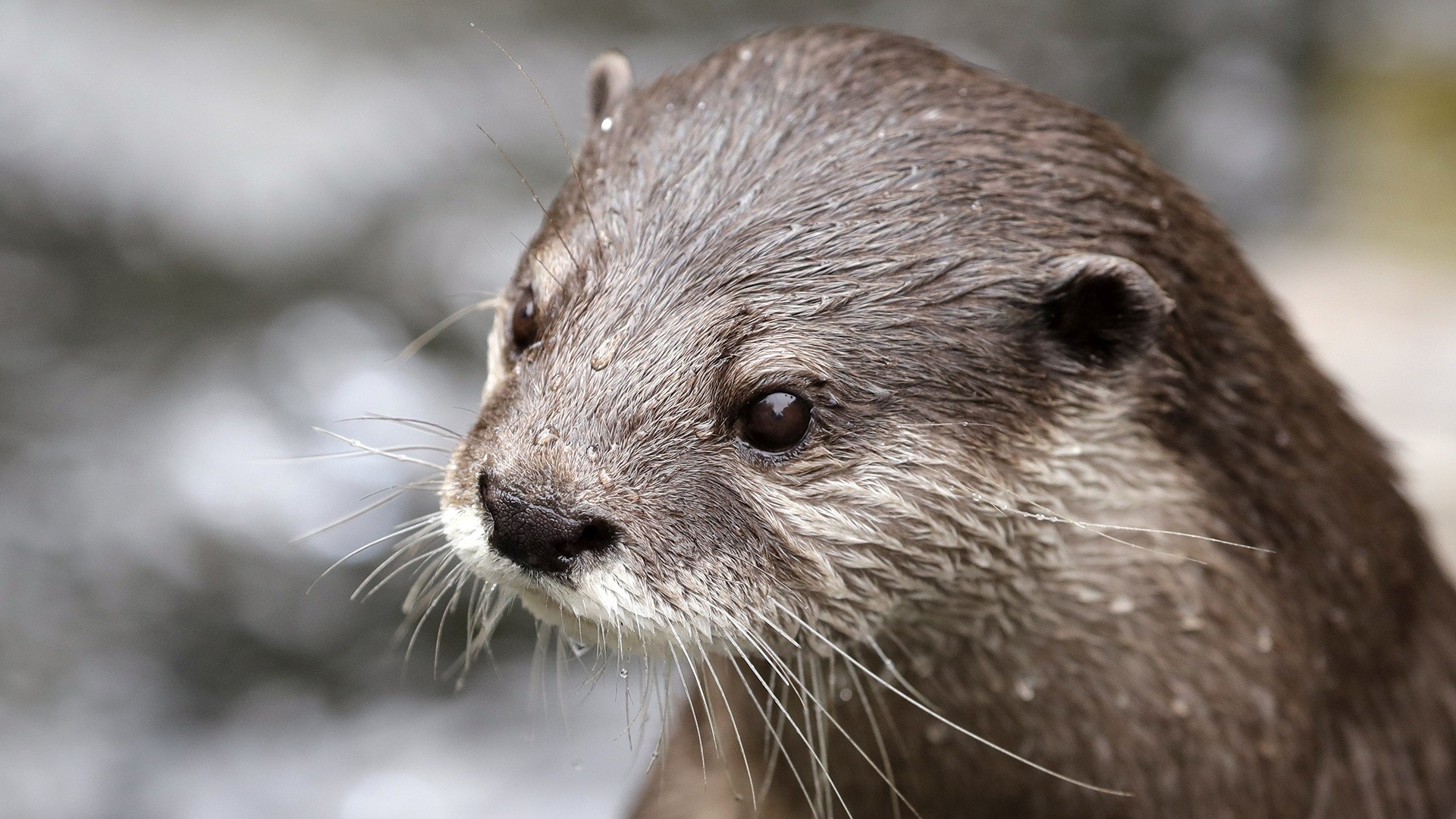 Wisconsin zoo continues search for 2 missing otters after storm