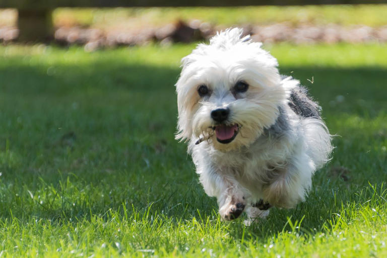 These adorably small dog breeds stay tiny forever