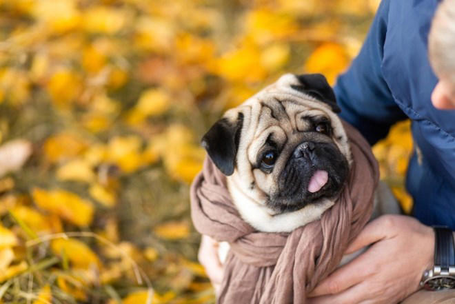 10 Dog Breeds That Love Attention