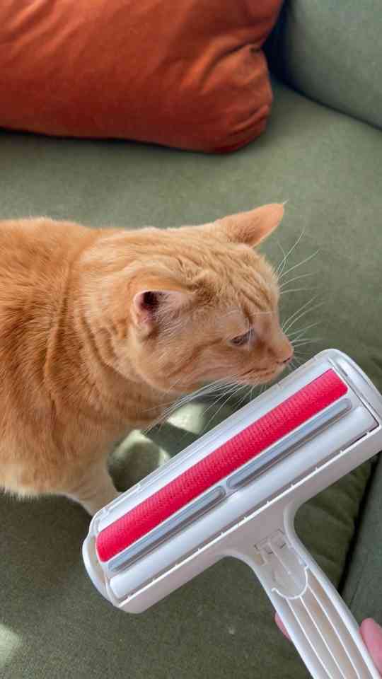 a-quick-and-convenient-way-to-get-rid-of-pet-hair-on-furniture