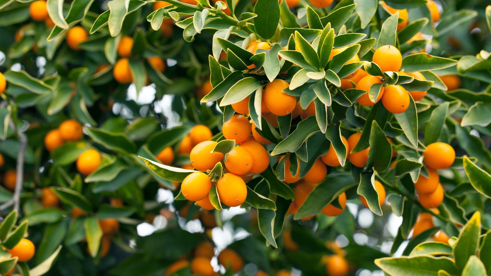 How to grow a kumquat tree outdoors - fruit tree experts reveal the ...