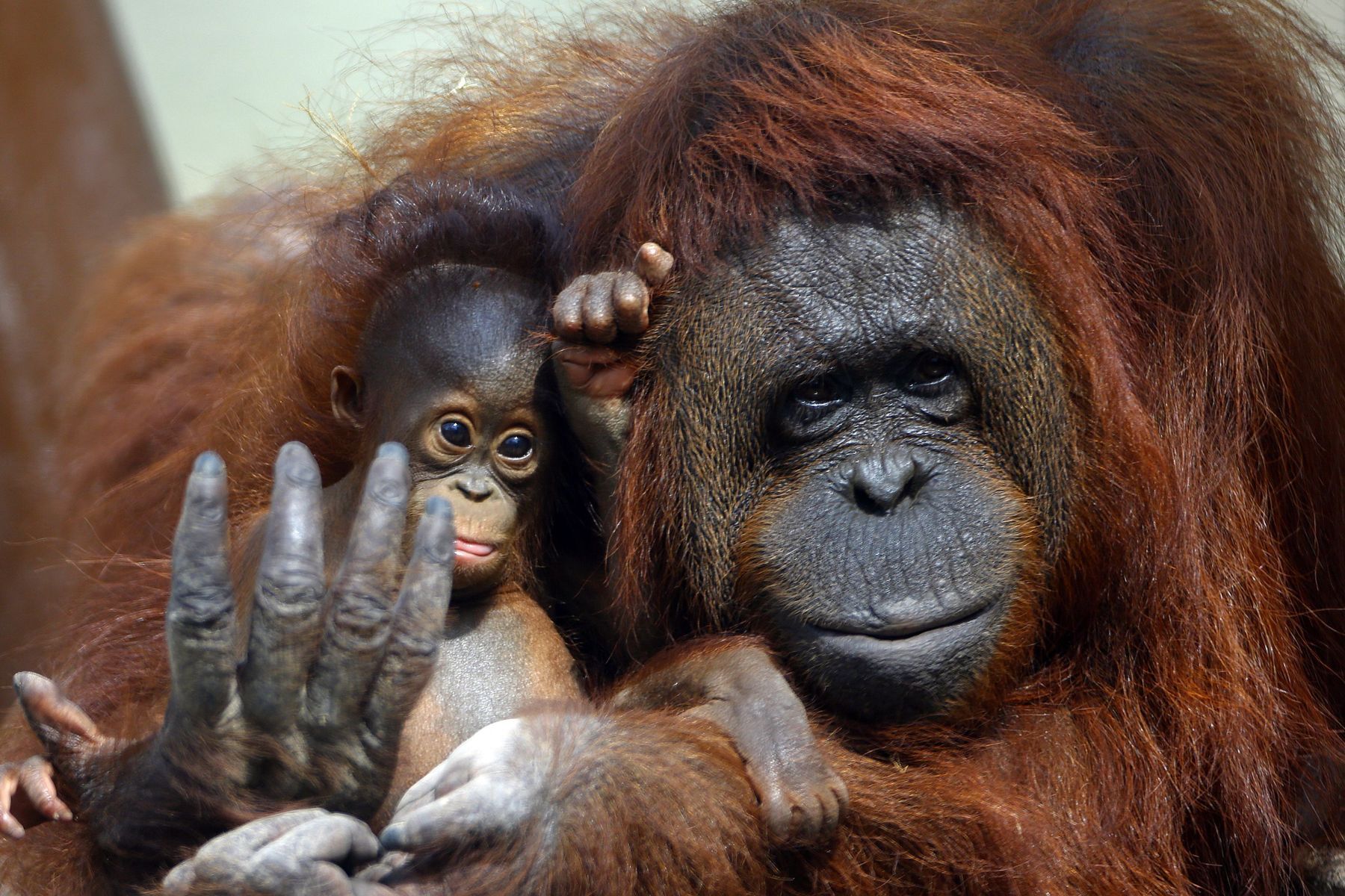 20 facts to know about orangutans