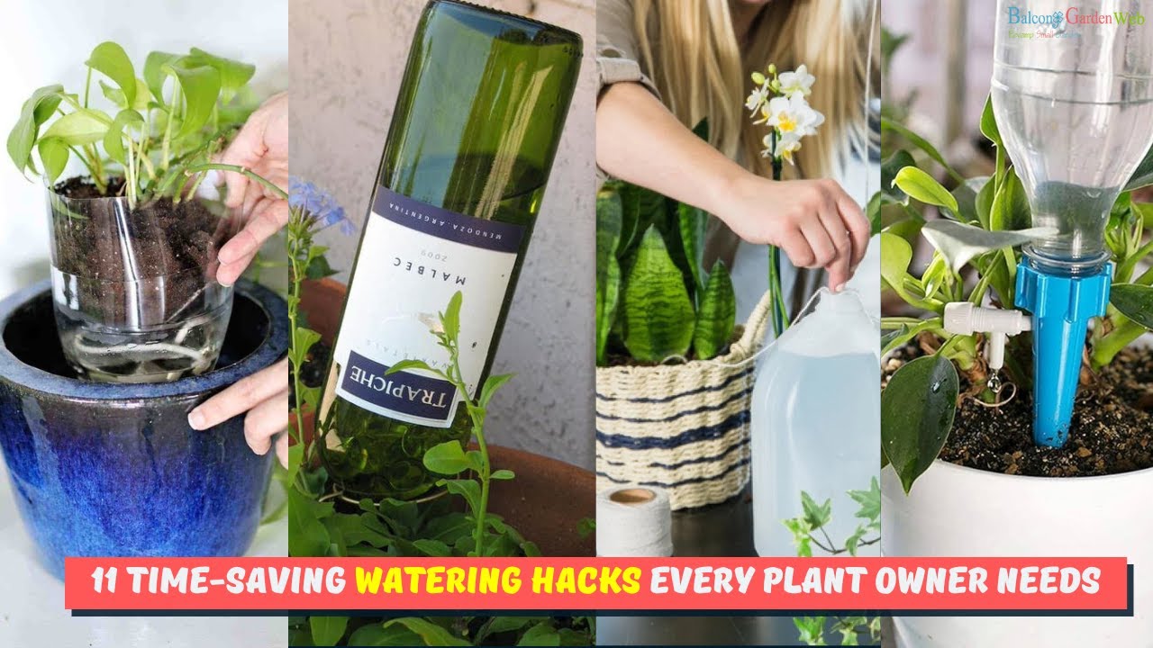 Smart watering tips for a thriving indoor plant collection