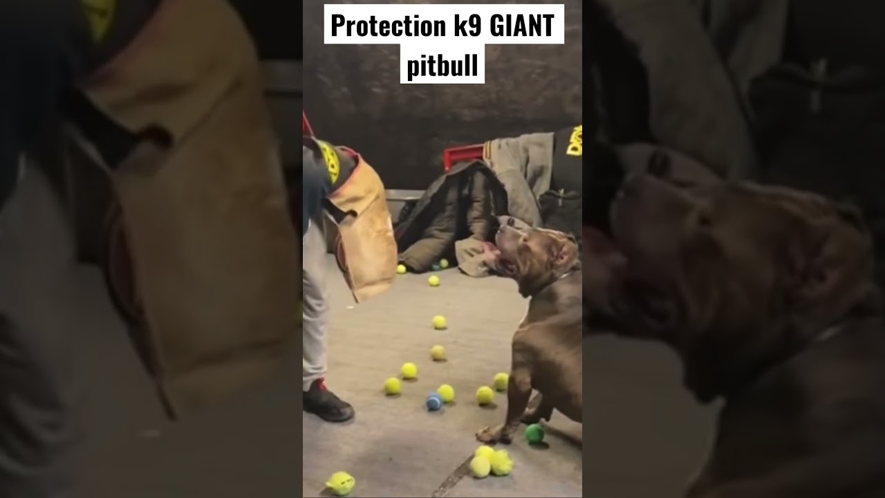 Pit Bull masters lesson in protection for young boy