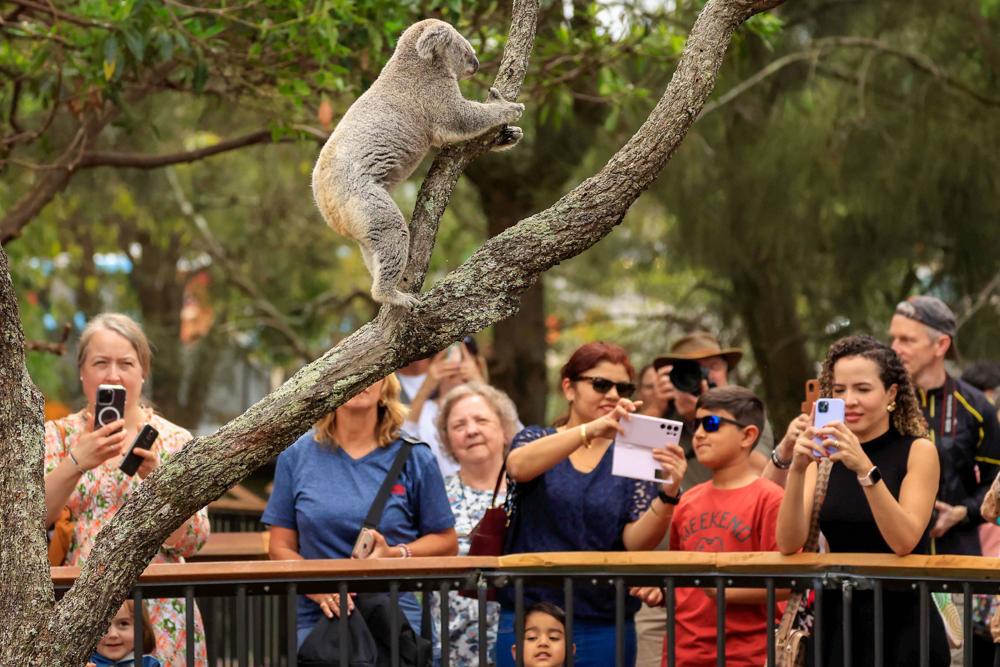 Worldfirst vaccine approved to save koalas from deadly chlamydia epidemic