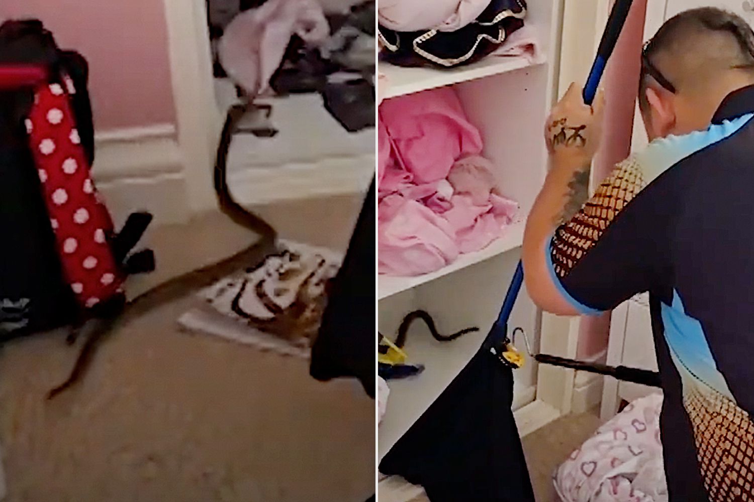 Family Finds One of the 'Most Venomous' Snakes in the World Hiding in