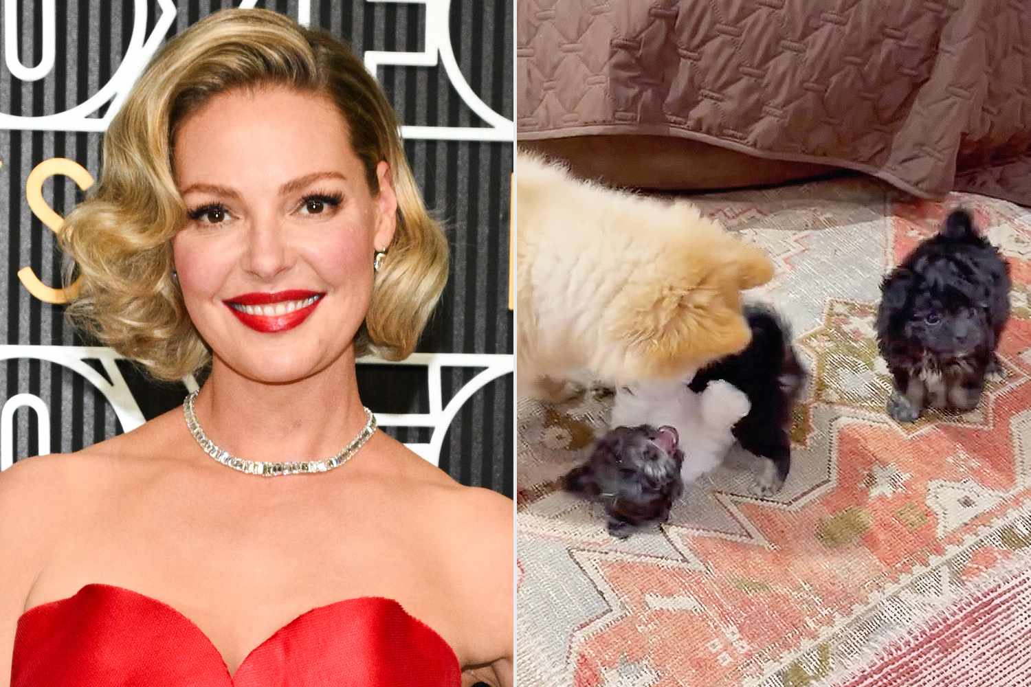 Katherine Heigl Introduces Her 3 New Rescue Puppies — All with  One-of-a-Kind Names, image size:1500x1000