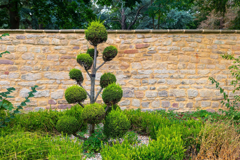 5 trees and shrubs that could add thousands to your home's value