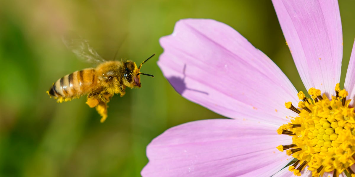 Honeybee Deaths Surge In U.S. 'Something Real Bad Is Going On'