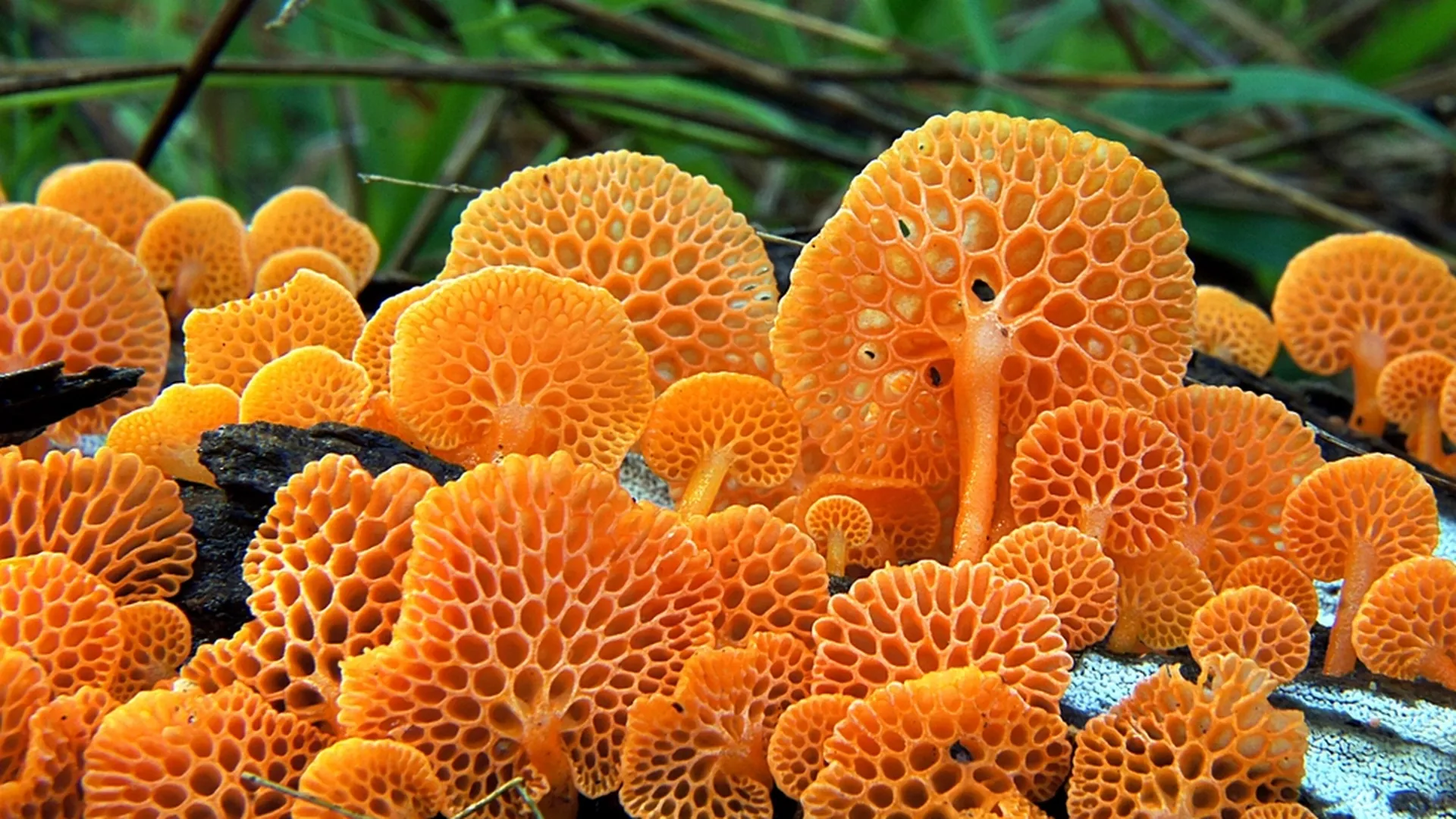 The Science They Do Not Want You to See