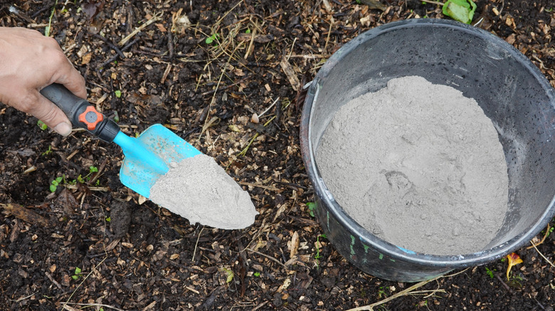 Gardener applying wood ash to soil with small shovel