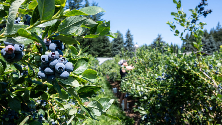 Close-up of blueberries with woman tending bushes in background