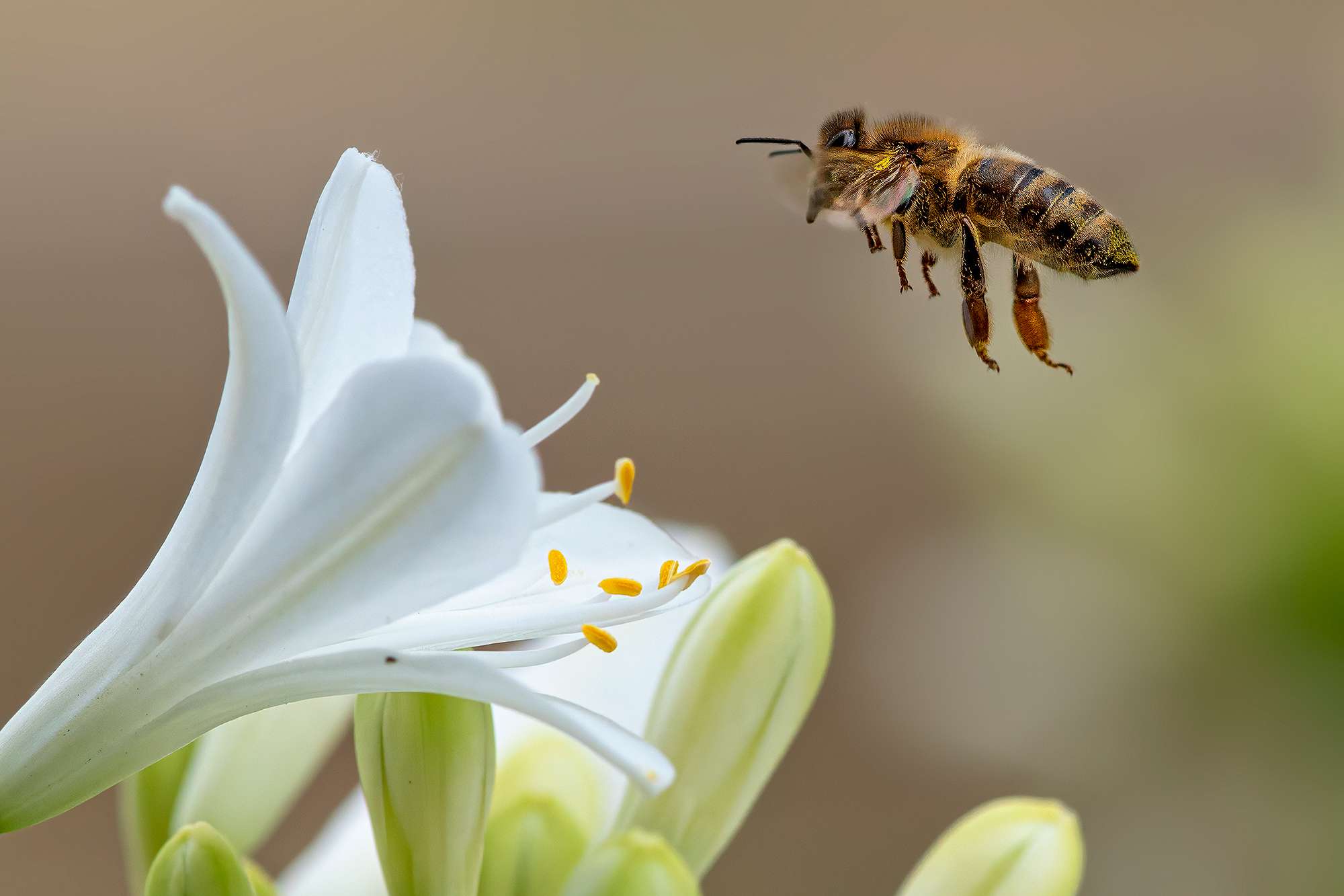 Honeybee Deaths Are Surging in ‘Alarming’ Numbers ‘Something Real Bad(01)