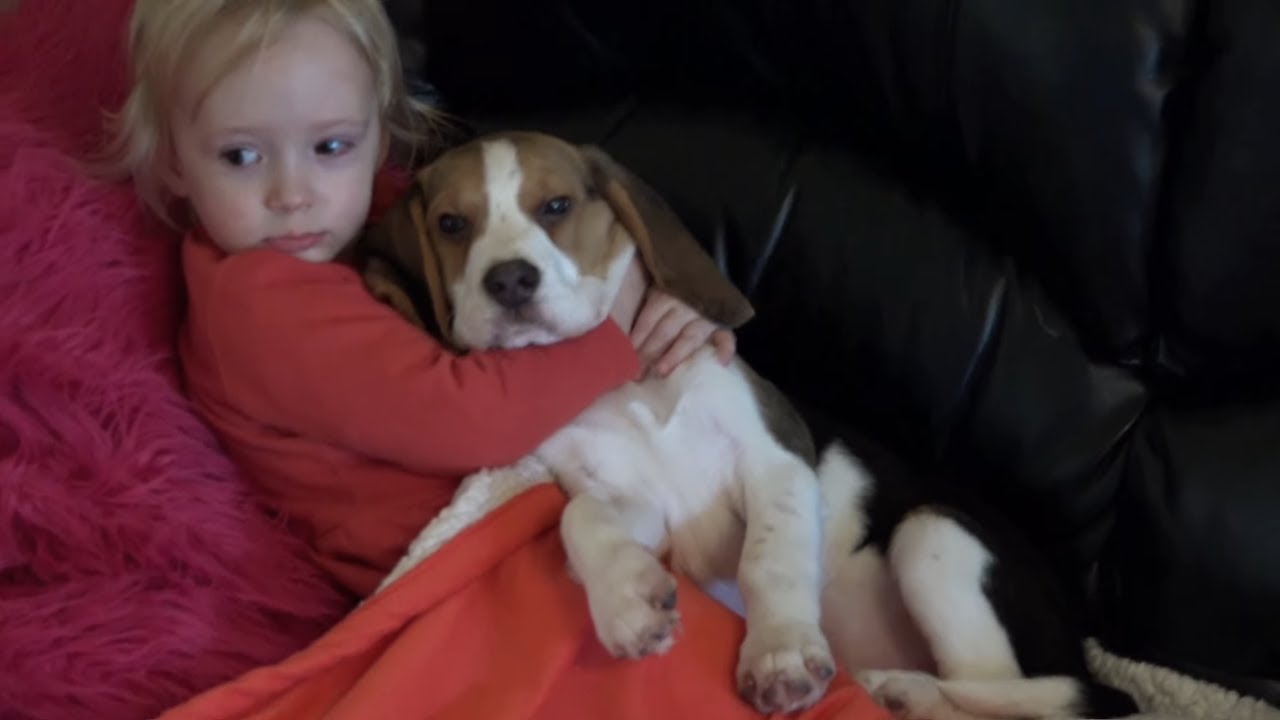 Puppy and dog cheer up sick child dramatically