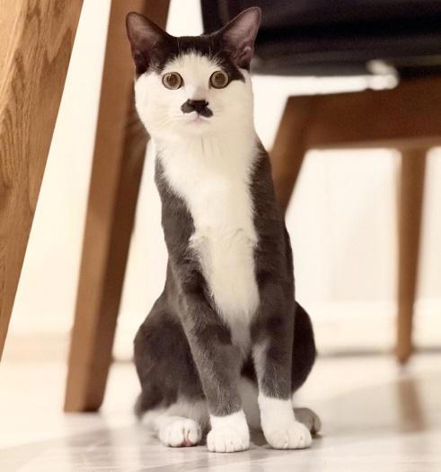 七三分けの子猫」に一目惚れしてお迎え→猫好きに笑顔