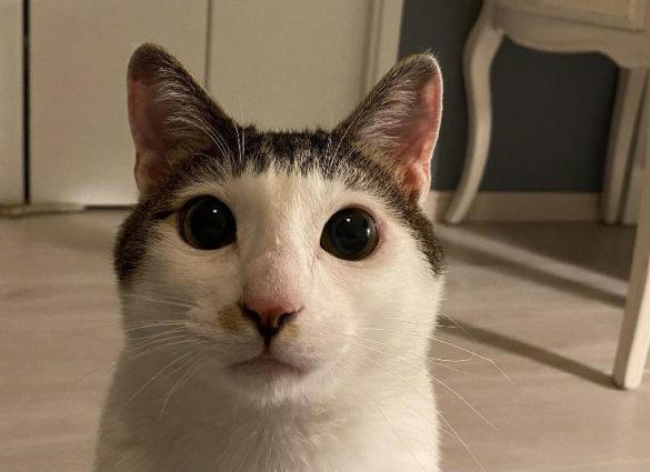 七三分けの子猫」に一目惚れしてお迎え→猫好きに笑顔与える“人気猫“に