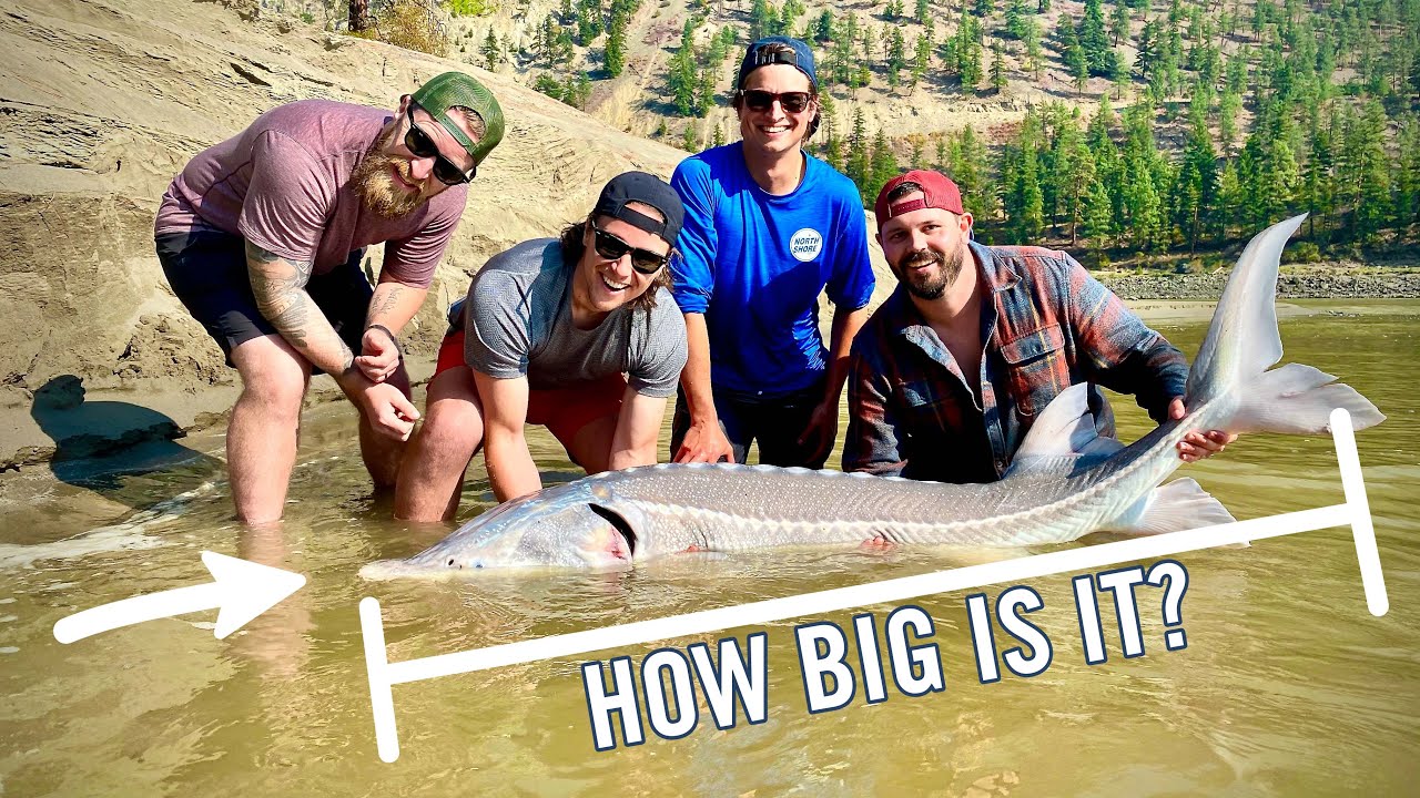 Monster Fish of the Fraser River: White Sturgeon Catch, Tag & Release