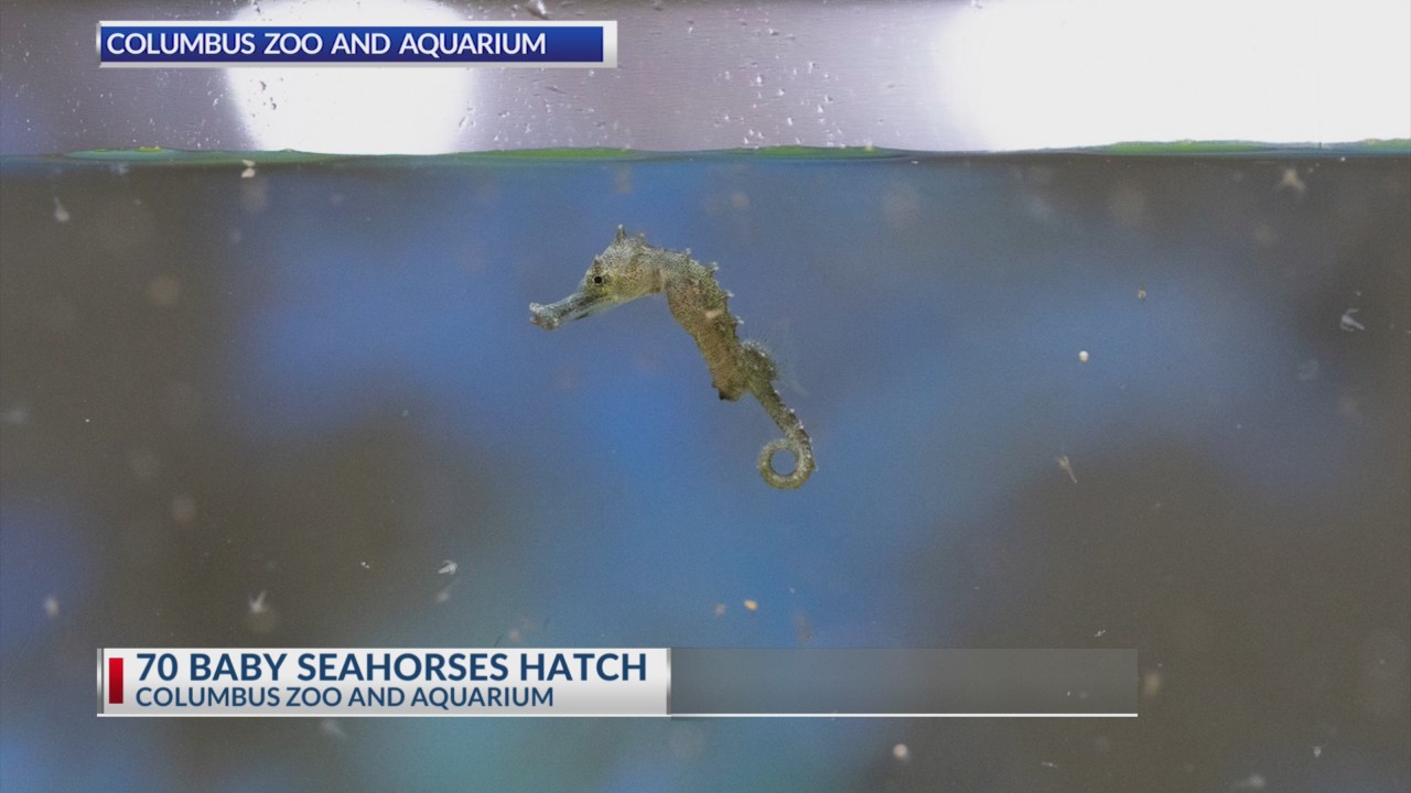 70 baby seahorses hatch
