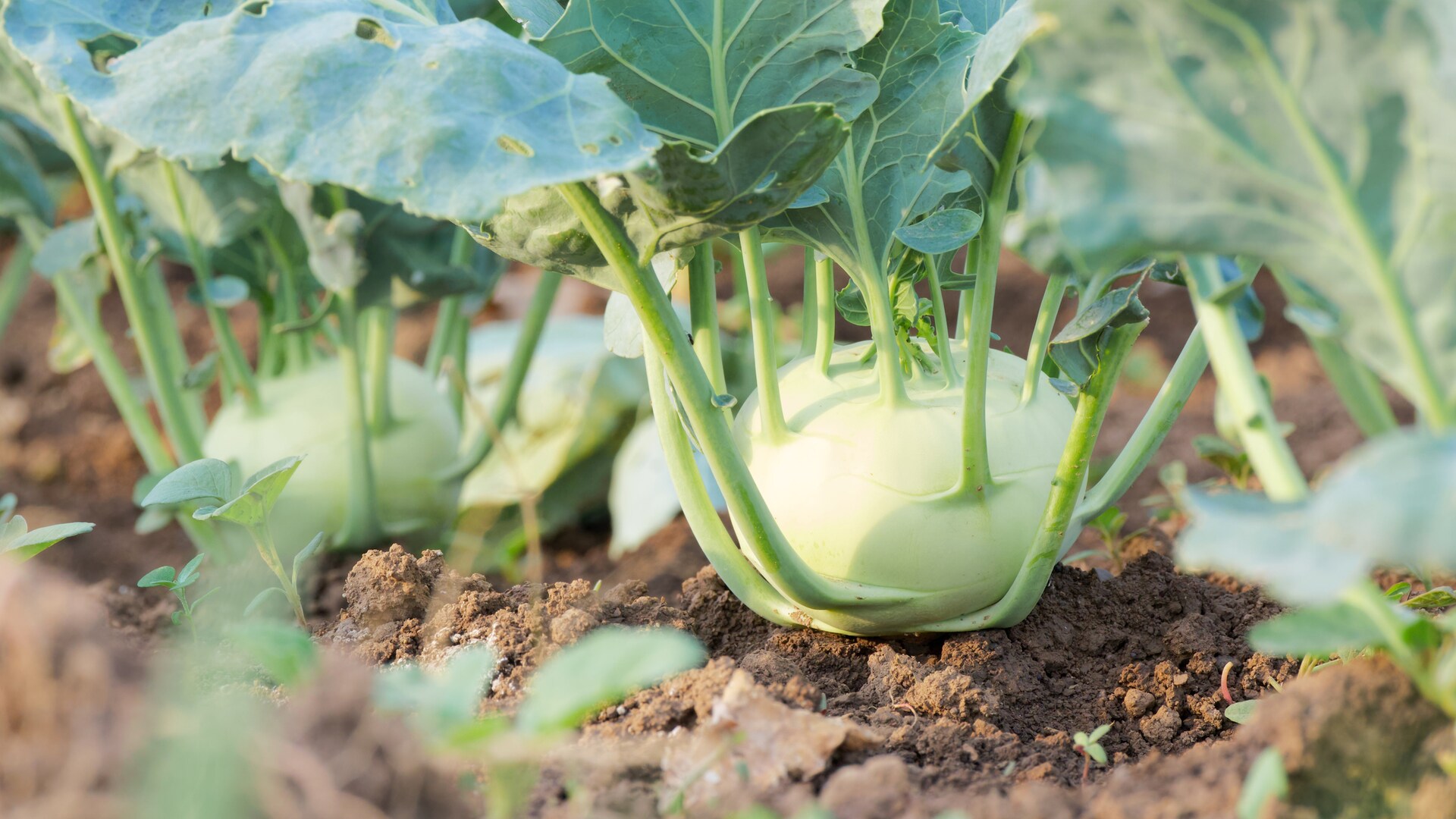 Viele vergessen es: Wann Sie Ihre Kohlrabi-Pflanze pikieren sollten
