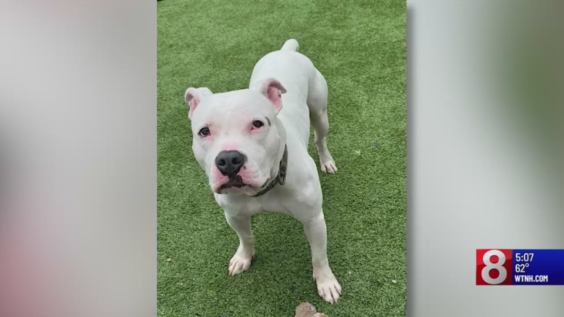 Winsted woman part of animal cruelty investigation that’s seized dozens(00)