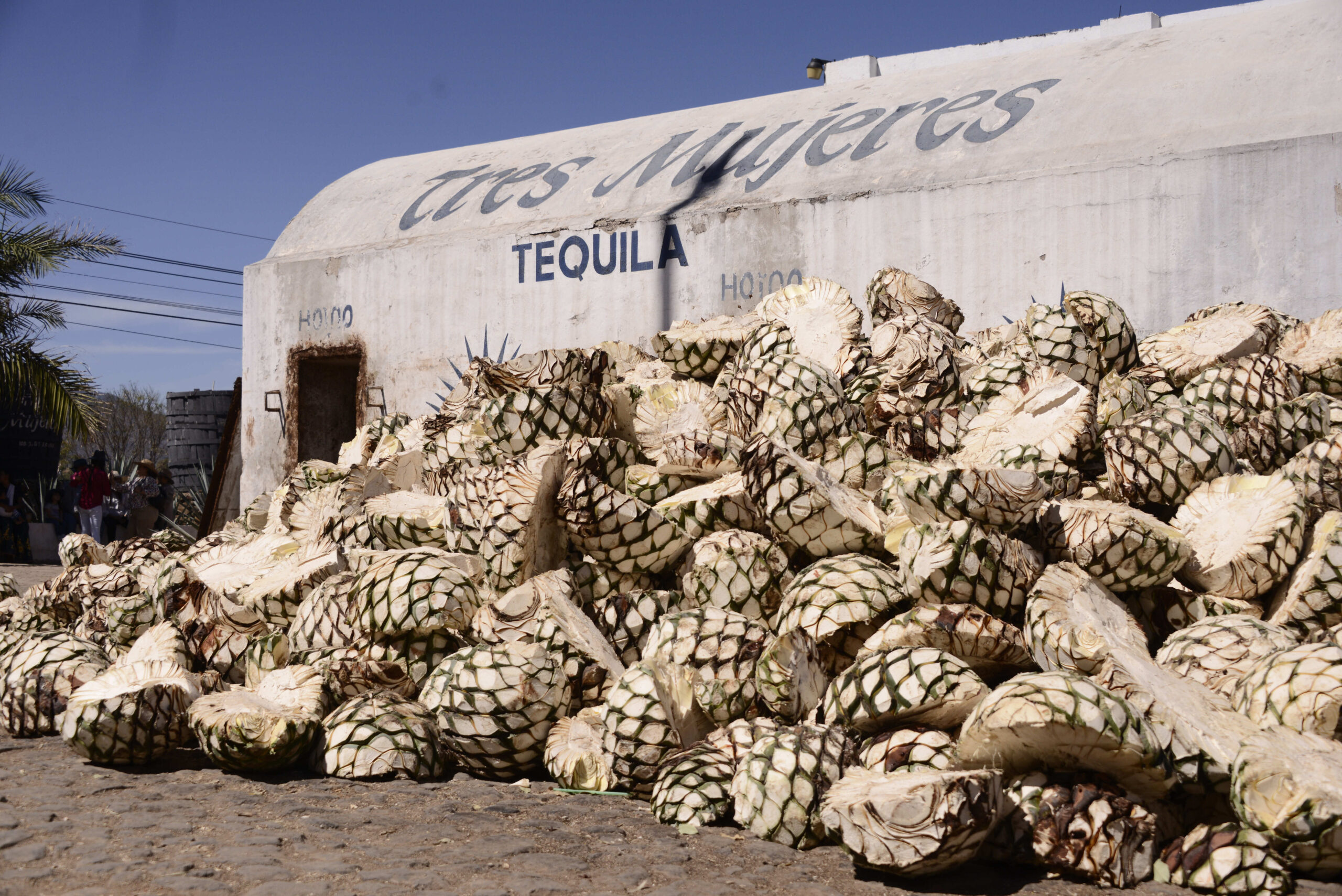 How Is Tequila Made? The Definitive Guide