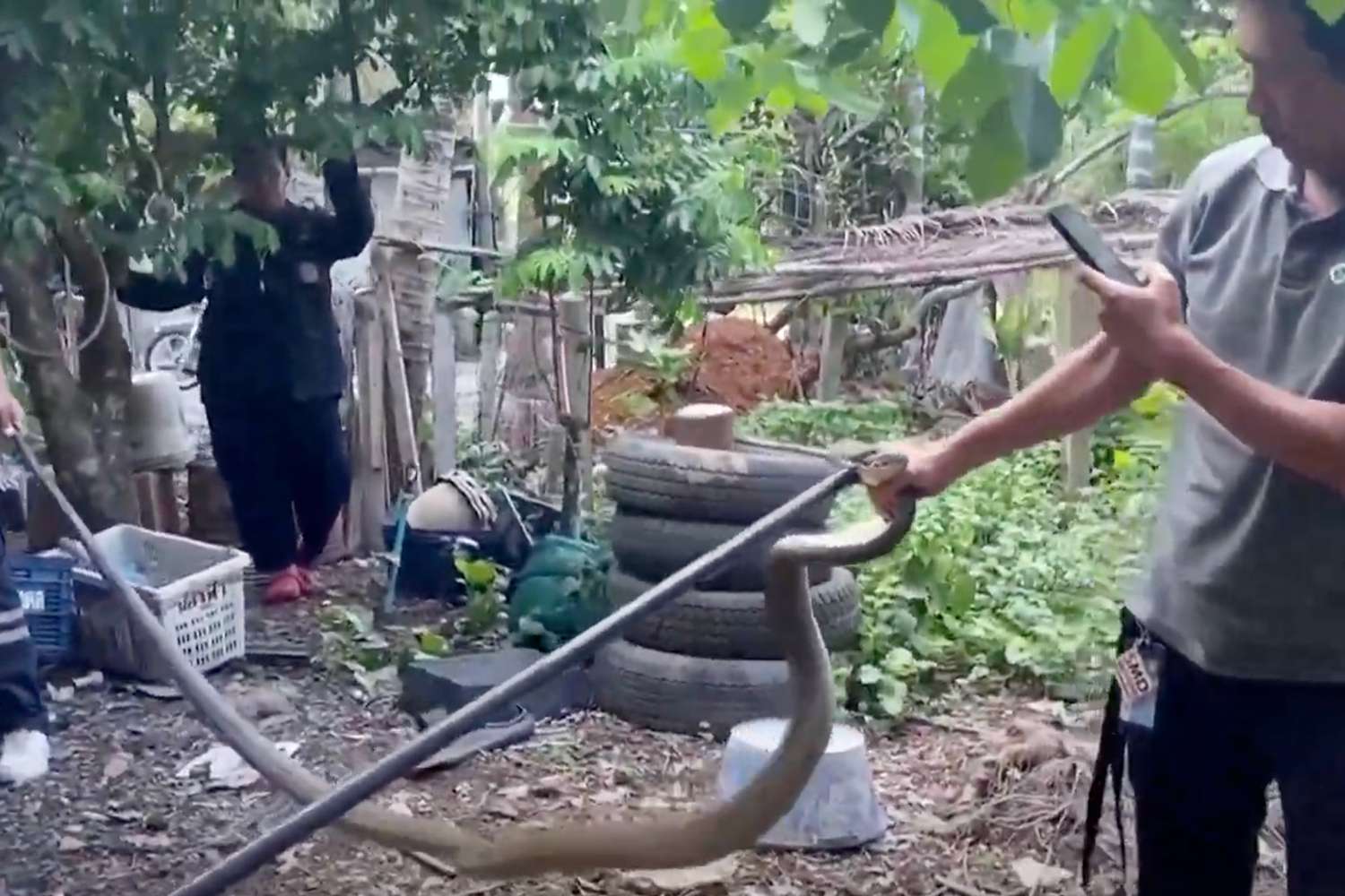 Man Discovers Deadly 13Foot Cobra in His Home When Reptile Slithers