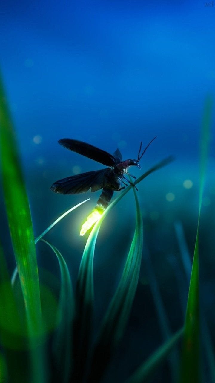 5 bioluminescent animals you must see