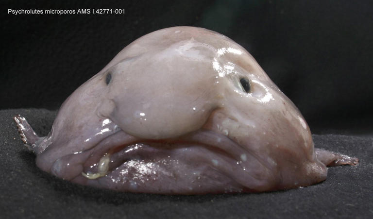 'World's ugliest animal' is New Zealand's fish of the year