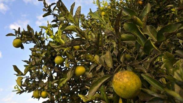 Keine Orangen mehr aus Italien? Bauern fürchten Bakterium