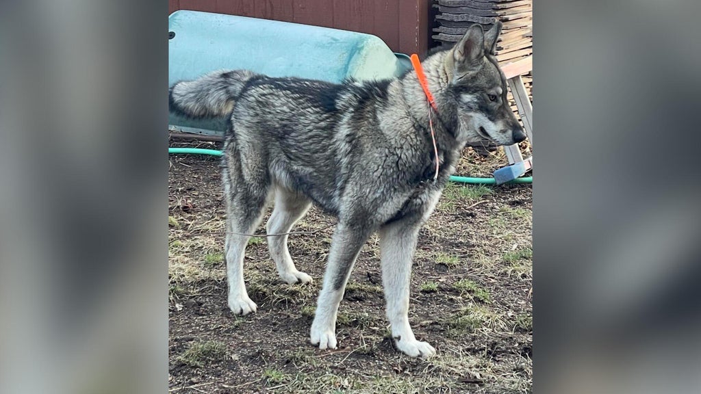 Dog mistaken for wolf shot dead in Sierra County; sheriff's office