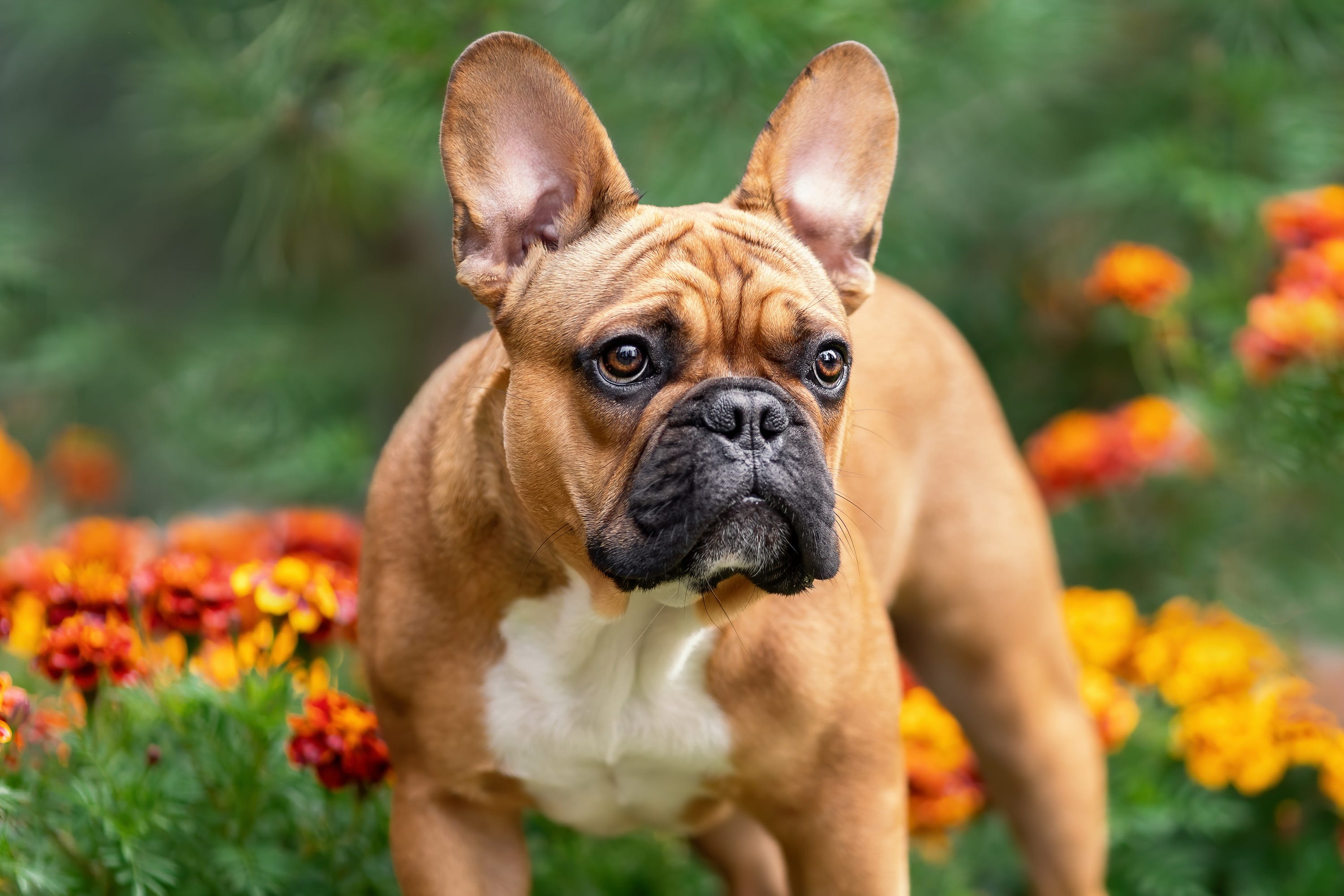 MOST POPULAR DOG BREEDS AMERICAN KENNEL CLUB intelligence overview