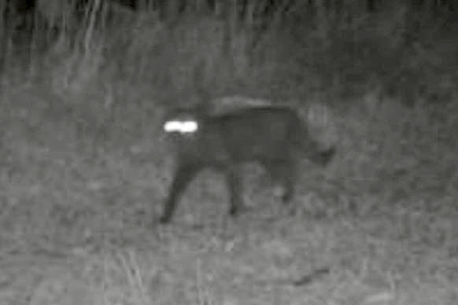 Photo of Mystery Animal that 'Looks a Little Bit Wrong and a Little Bit(00)