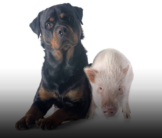 Os porcos são tão inteligentes quanto os cães, afirmam pesquisadores