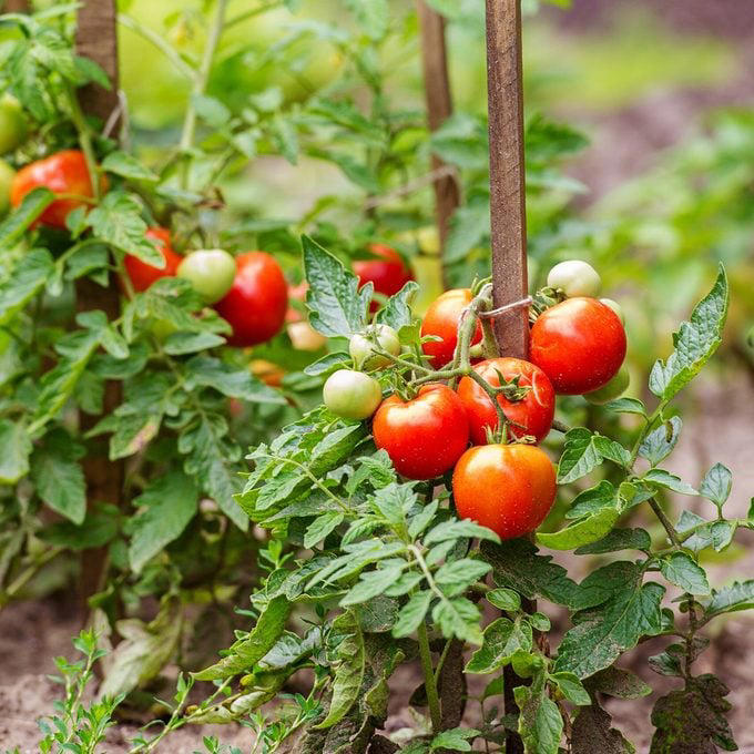 14-top-tomato-growing-tips-for-the-ultimate-crop