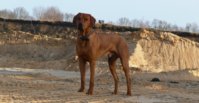 Flickr- Tussangana Mbey ‘N Rhodesian Ridgeback