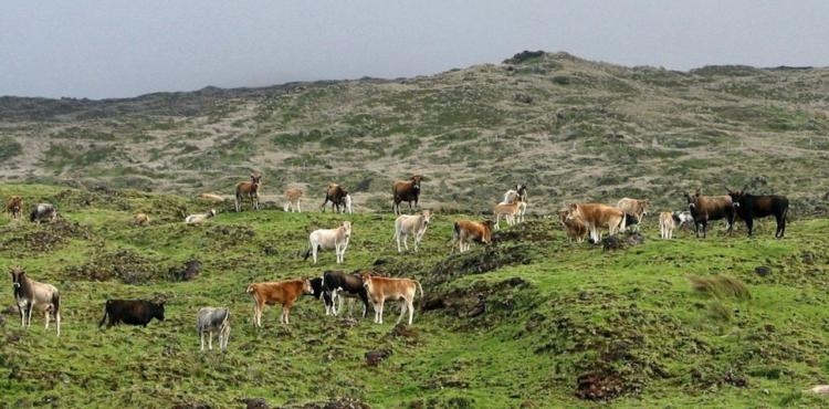 Les vaches férales de l’île Amsterdam (océan Indien), terre australe française.