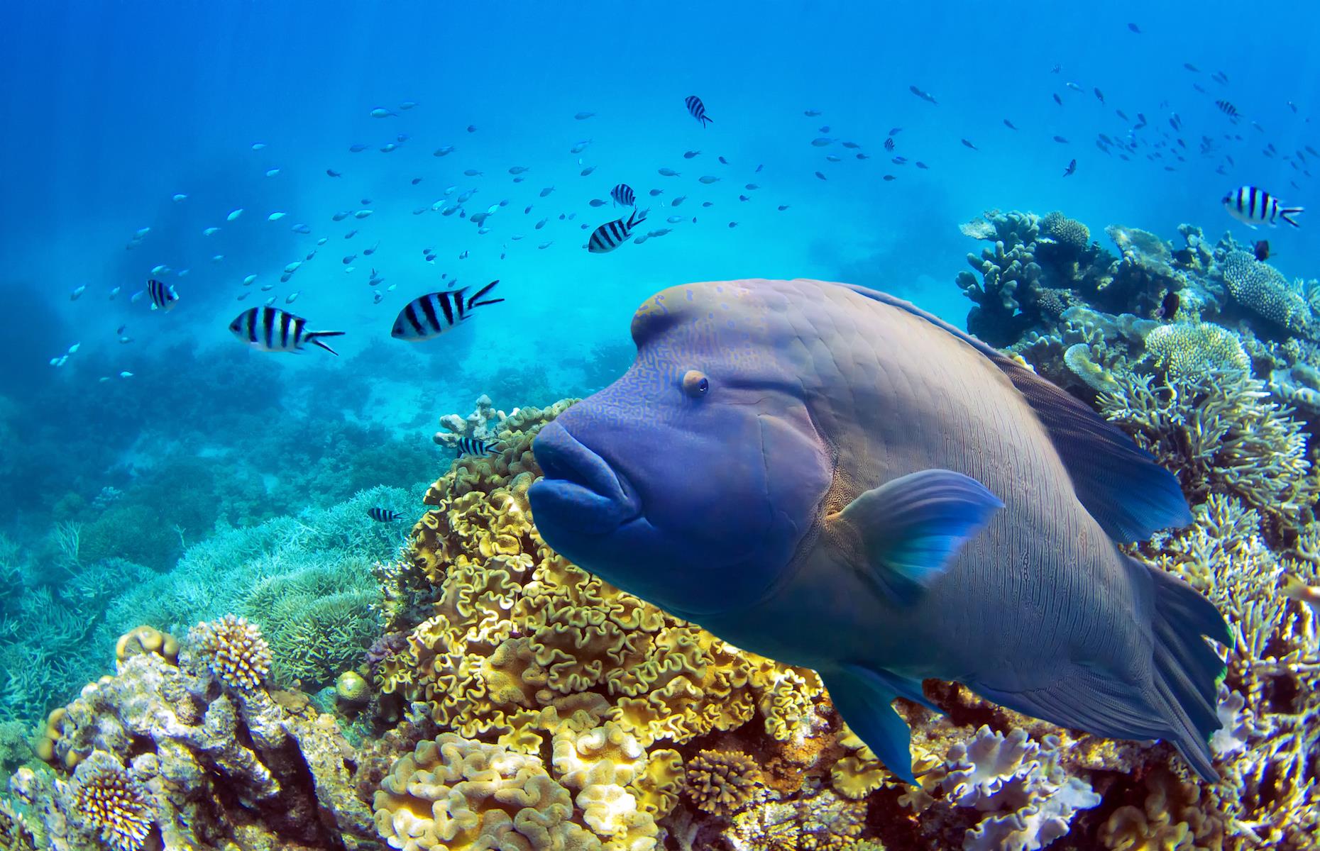 Essential Australian wildlife encounters for your bucket list