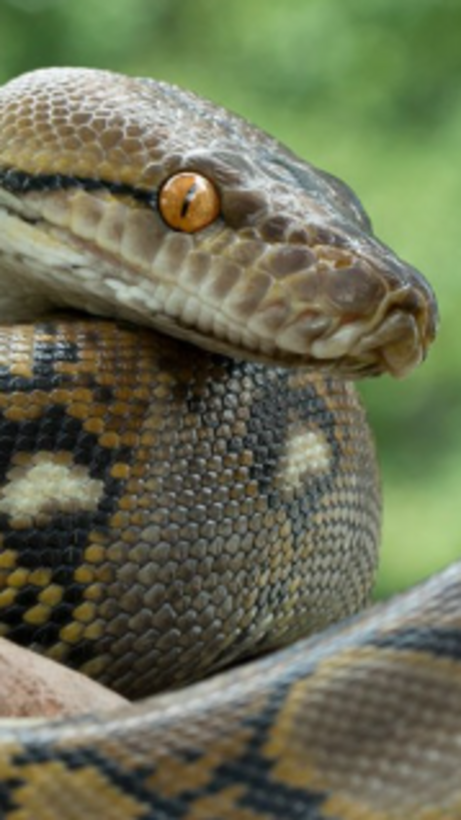 7 biggest snakes in the world you need to know