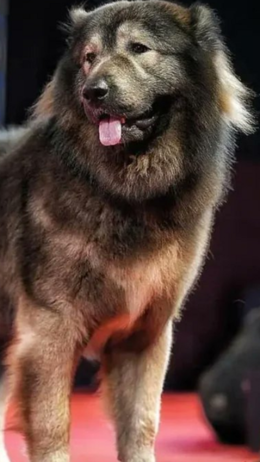 Must-see pics of Okami, world’s most expensive wolfdog bought by