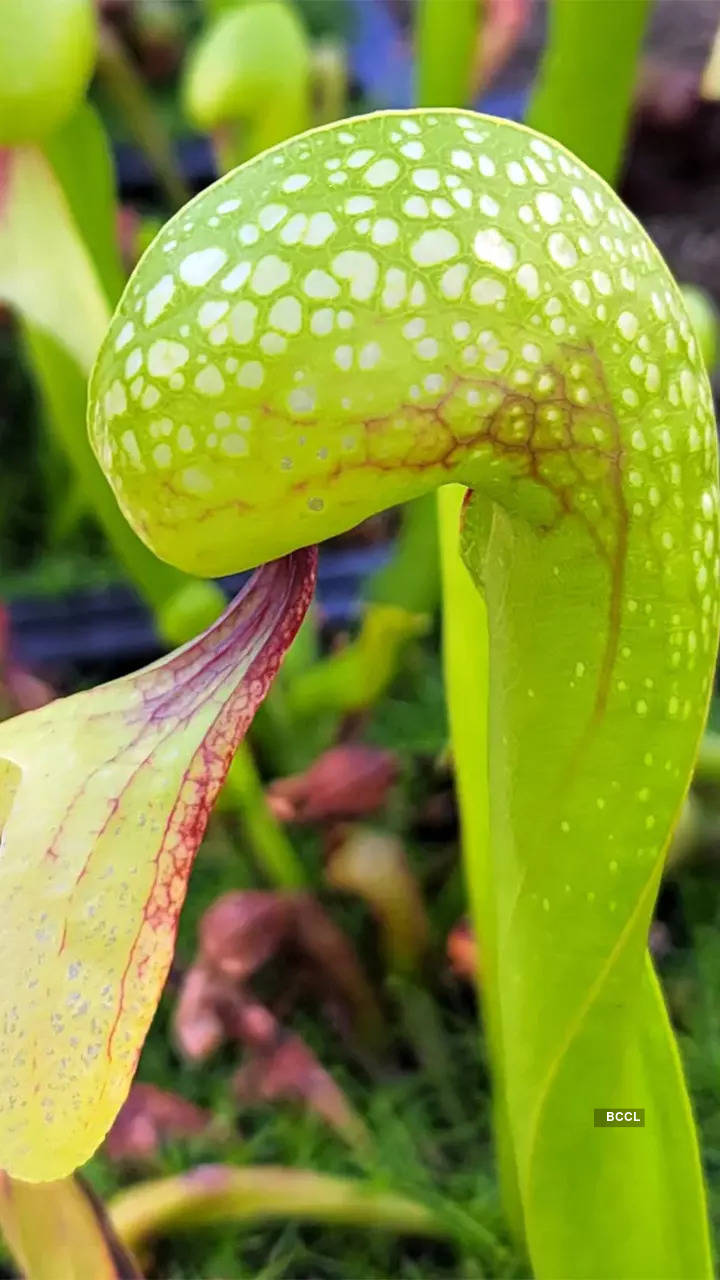 10 carnivorous plants that feast on living creatures