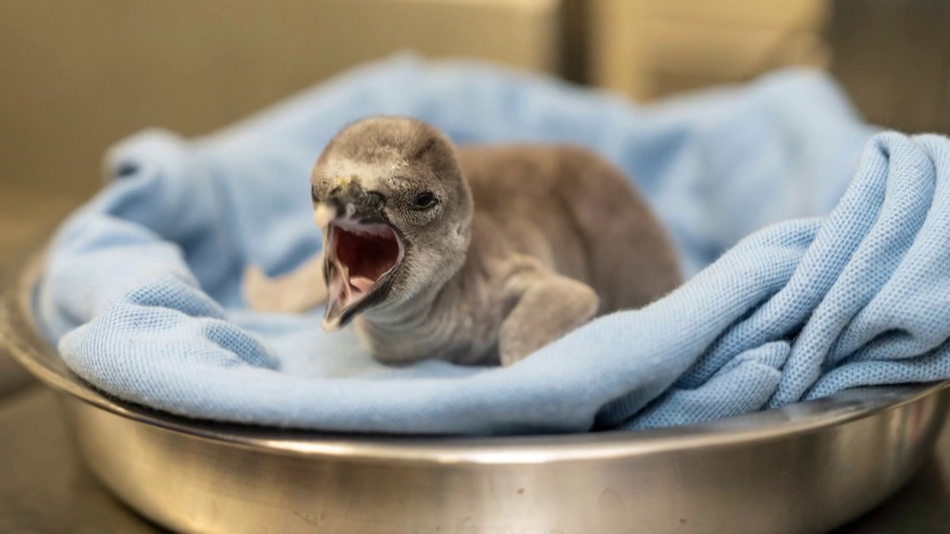 Columbus Zoo’s penguin family grows with 2 fluffy new arrivals
