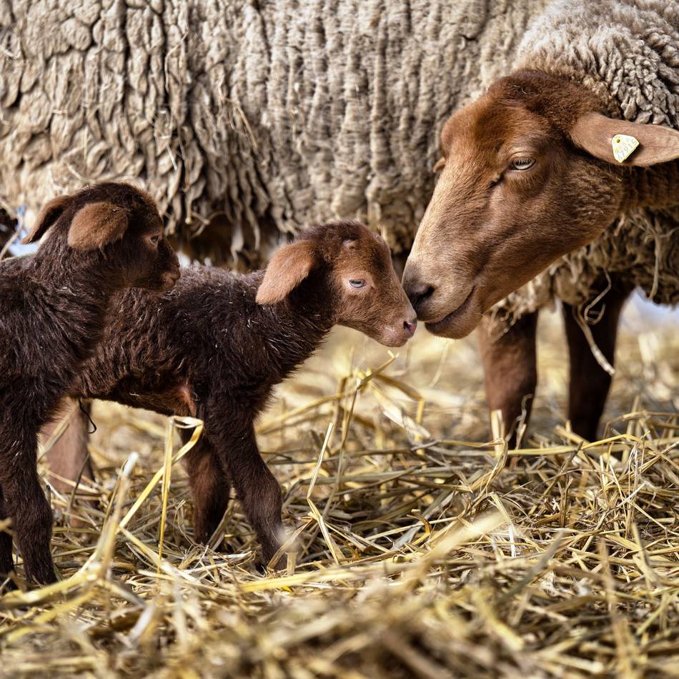 17 Lämmchen in Monheim geboren – „alle sind wohl auf“