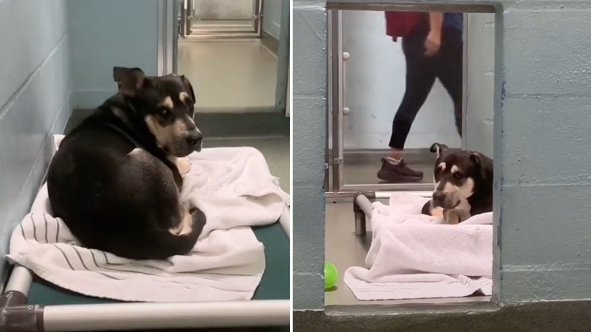 Overlooked and Heartbroken, This Shy Pup Almost Lost Hope—Then(00)