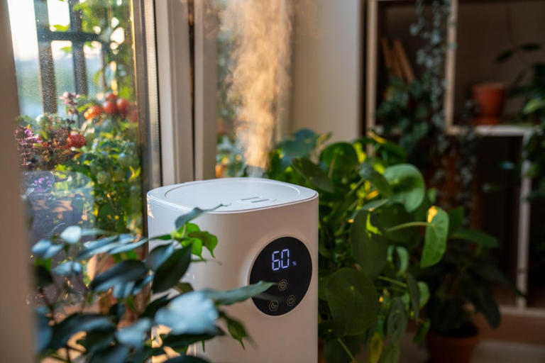Humidifier vs. Purifier: How to Pick the Right Option for Yourself