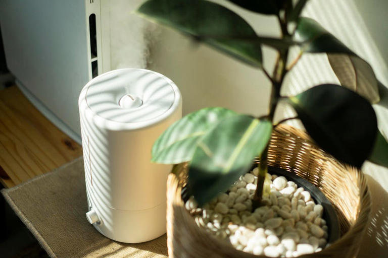 Humidifier vs. Purifier: How to Pick the Right Option for Yourself