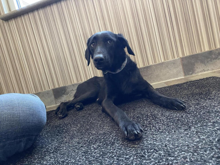 Frightened Dog Wouldn't Let Anyone Near Her — Then An 'Angel' Arrived