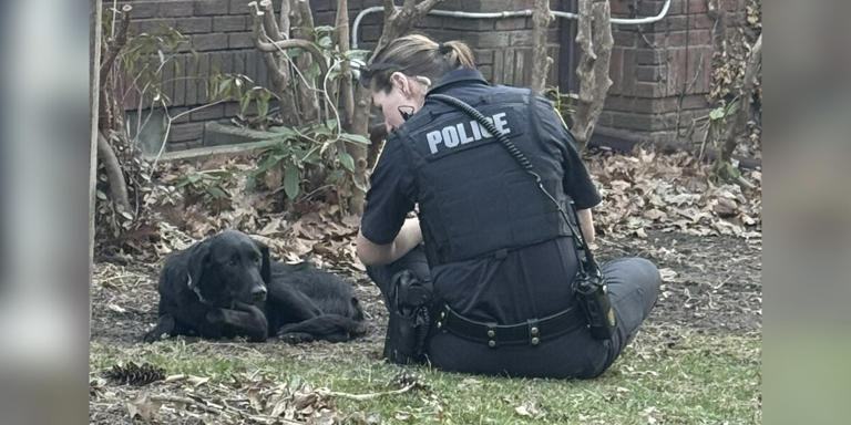 Frightened Dog Wouldn't Let Anyone Near Her — Then An 'Angel' Arrived