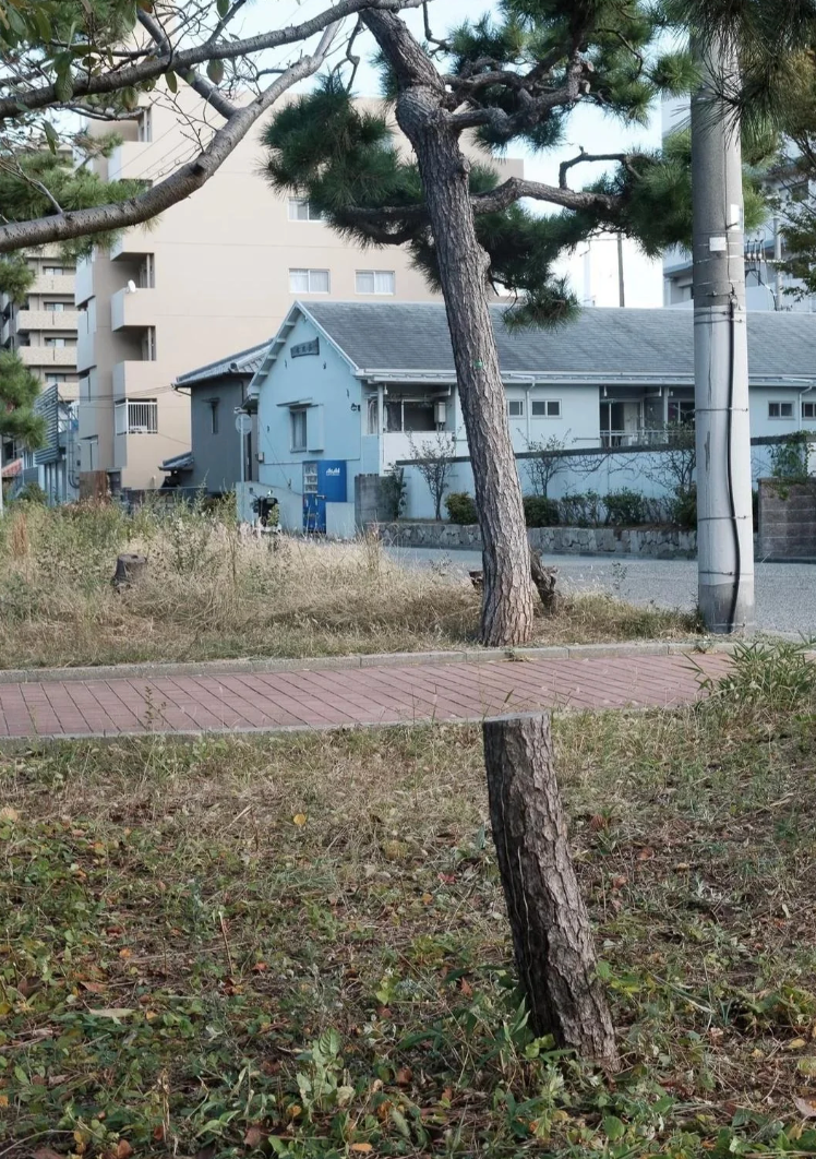 The tree closer to whoever took the photo has actually been chopped. Where it was chopped happens to align with the sidewalk path and the tree on the other side of it. u/Vlajko9898 / reddit.com