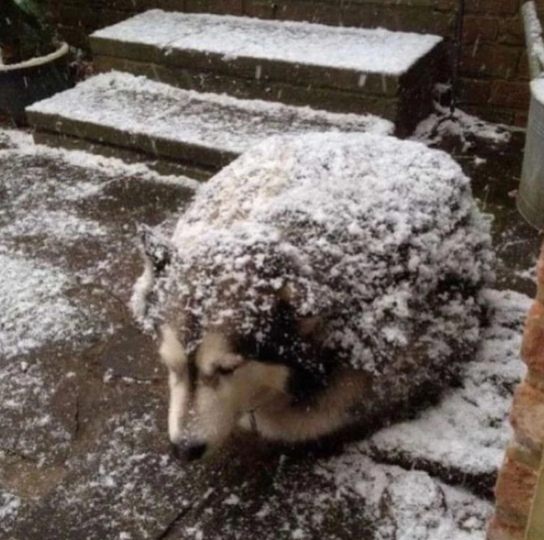 He is just camping out, sitting down like a blob! "He’s a husky. The owner probably tried to get him to come in, and he refused; they like the snow." — u/LadyDerpwolf u/Godfather__007 / reddit.com